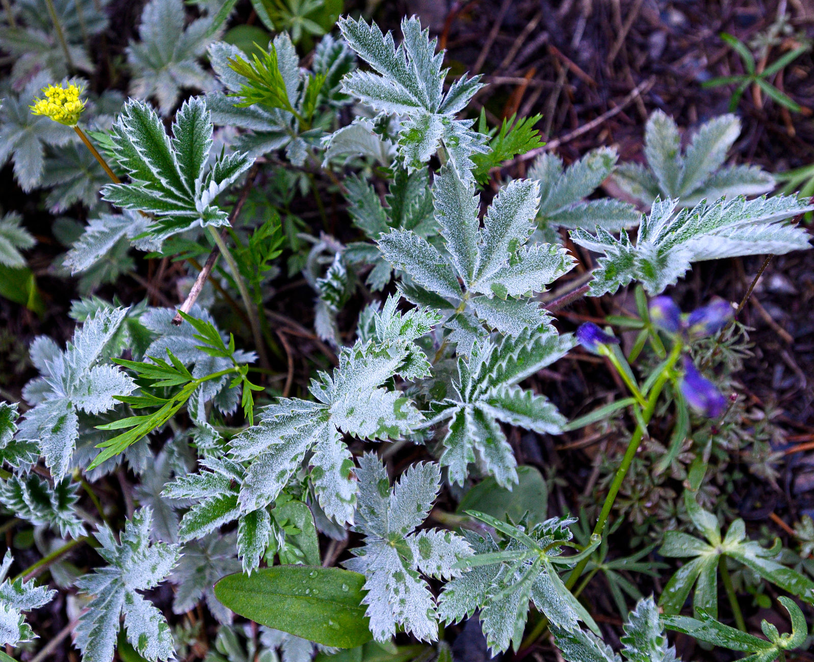 06_28_19 wildflowers0873.jpg